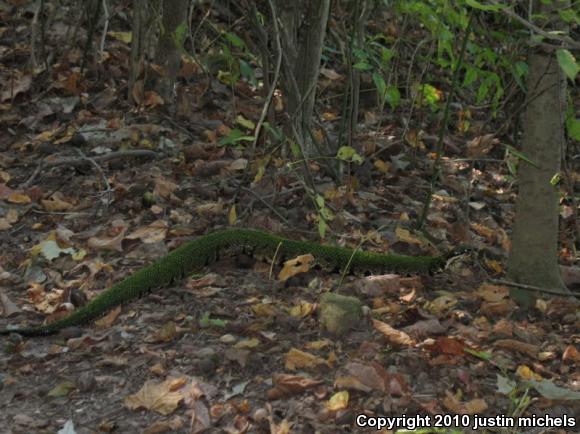 Western Cottonmouth (Agkistrodon piscivorus leucostoma)