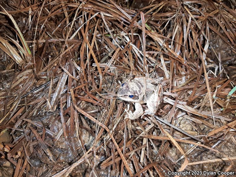 Wood Frog (Lithobates sylvaticus)