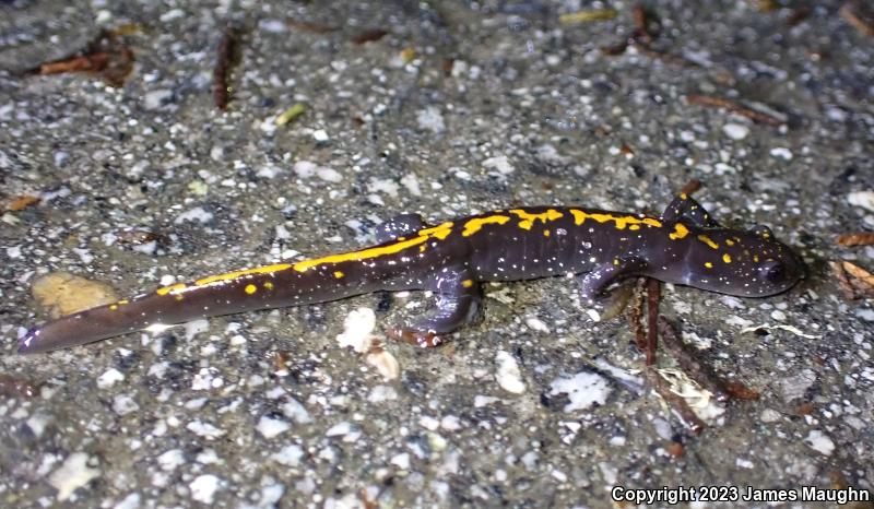 Santa Cruz Long-toed Salamander (Ambystoma macrodactylum croceum)