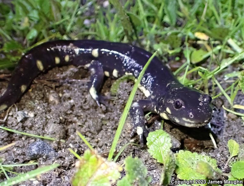 California Tiger Salamander (Ambystoma californiense)