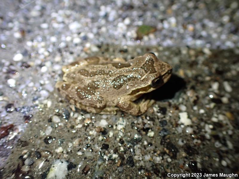 Sierran Treefrog (Pseudacris sierra)