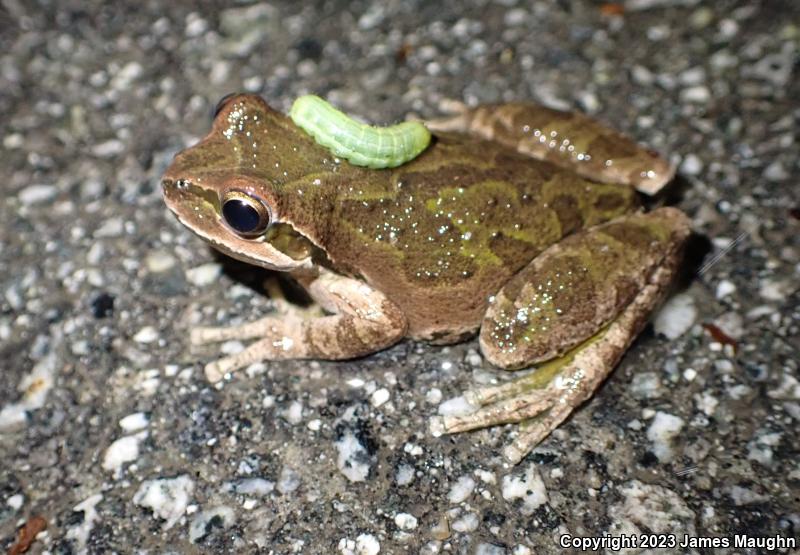 Sierran Treefrog (Pseudacris sierra)