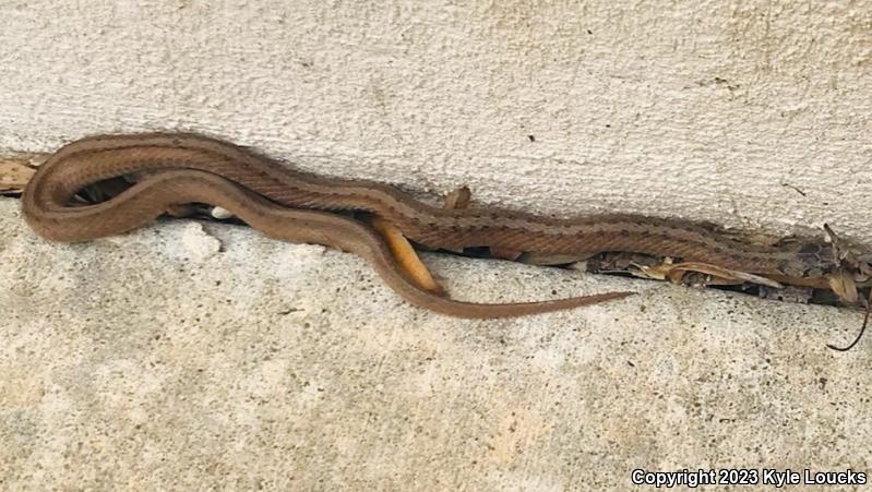 Northern Brownsnake (Storeria dekayi dekayi)