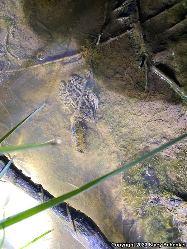 Pickerel Frog (Lithobates palustris)