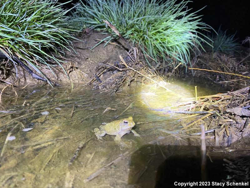 American Toad (Anaxyrus americanus)