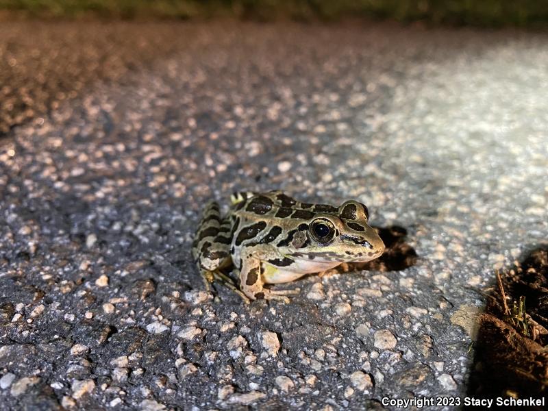 Pickerel Frog (Lithobates palustris)