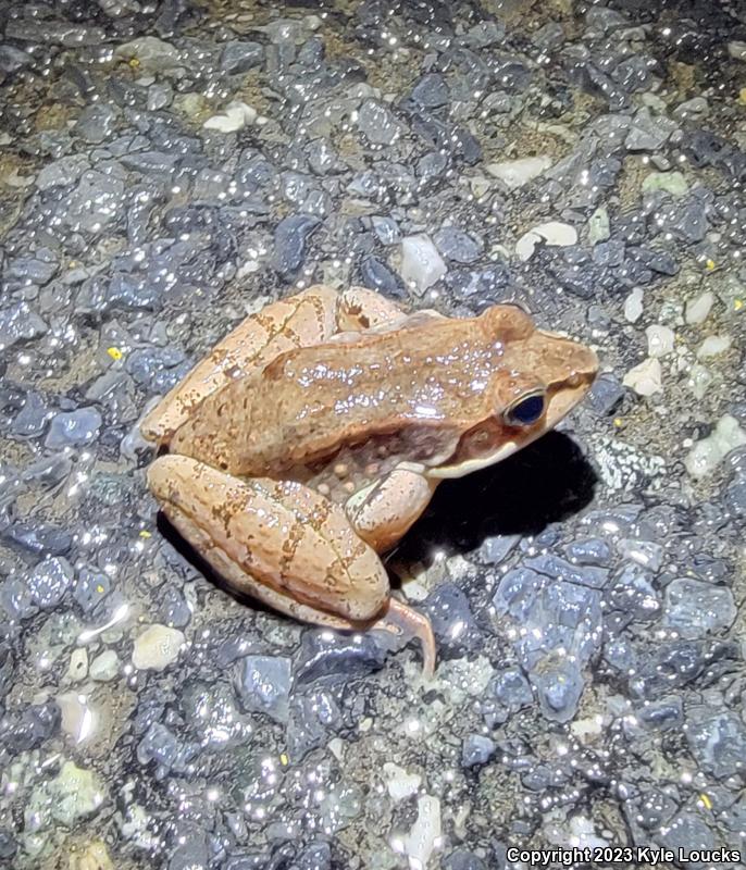 Wood Frog (Lithobates sylvaticus)