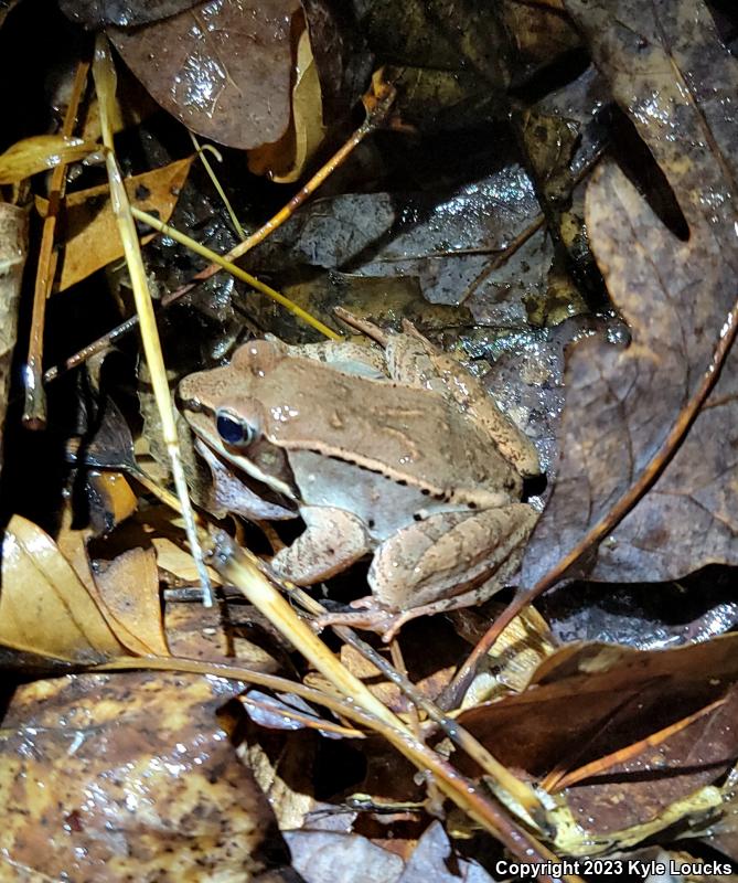 Wood Frog (Lithobates sylvaticus)