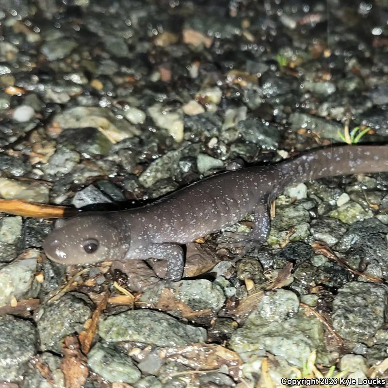 Jefferson Salamander (Ambystoma jeffersonianum)