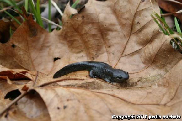 Mole Salamander (Ambystoma talpoideum)