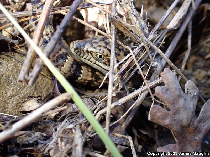 California Alligator Lizard (Elgaria multicarinata multicarinata)