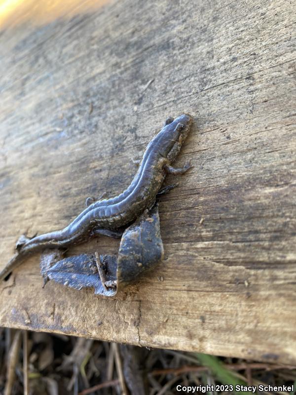 Northern Dusky Salamander (Desmognathus fuscus)