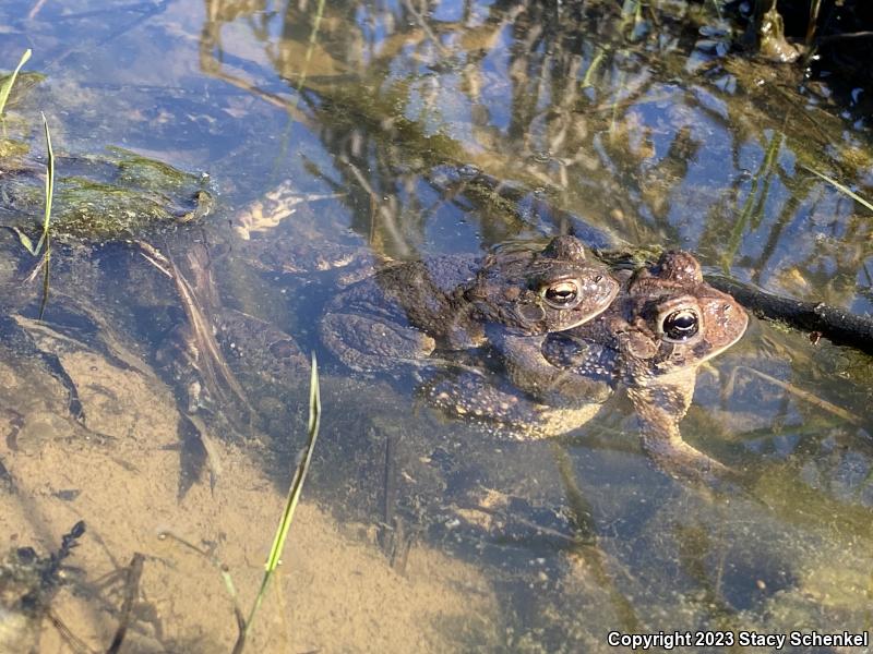 American Toad (Anaxyrus americanus)