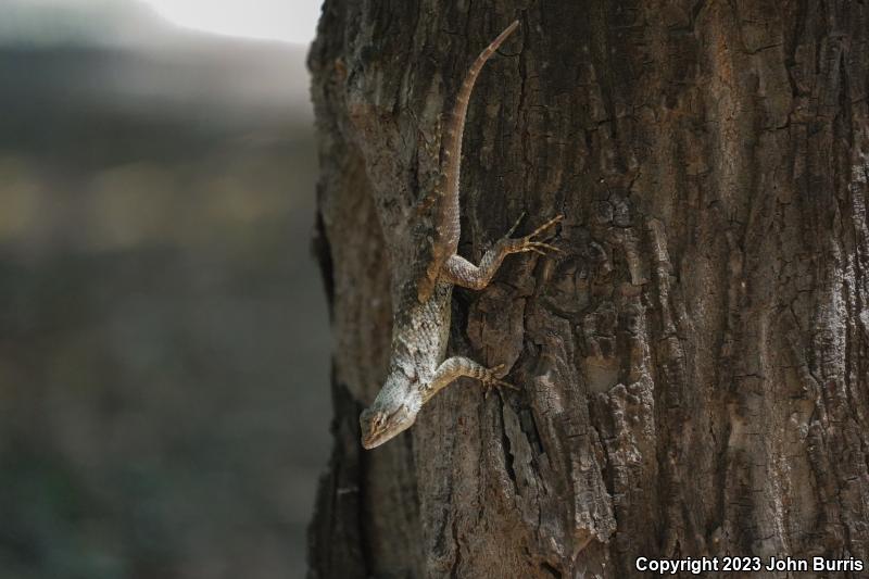 Southern Clark's Spiny Lizard (Sceloporus clarkii boulengeri)