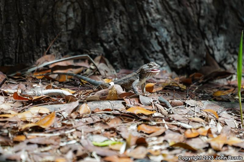 Southern Clark's Spiny Lizard (Sceloporus clarkii boulengeri)