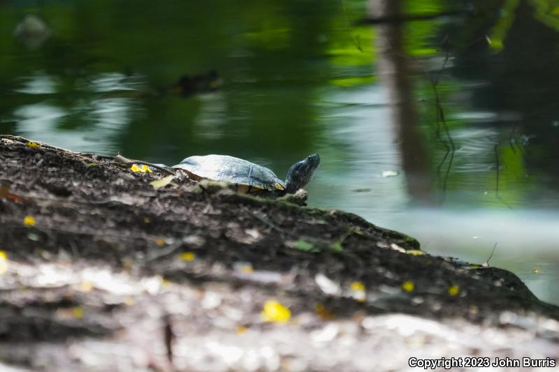 Fuerte Slider (Trachemys nebulosa hiltoni)