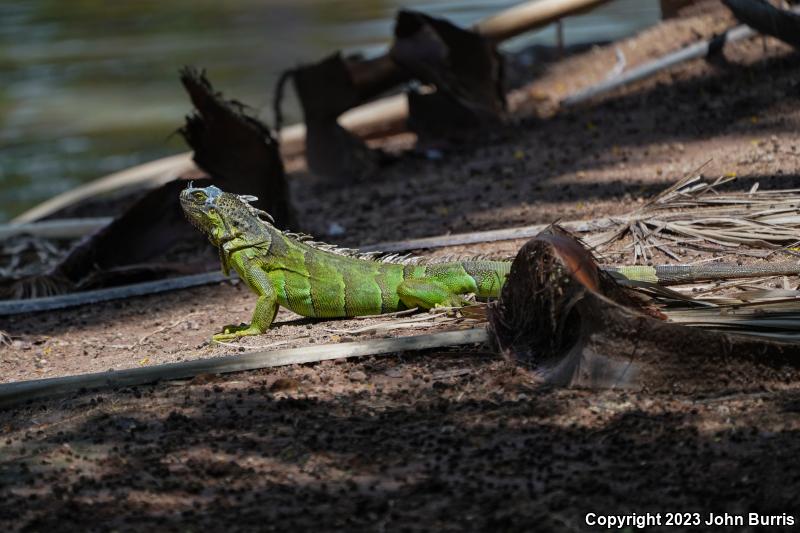 Green Iguana (Iguana iguana)