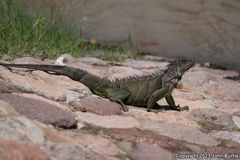 Green Iguana (Iguana iguana)