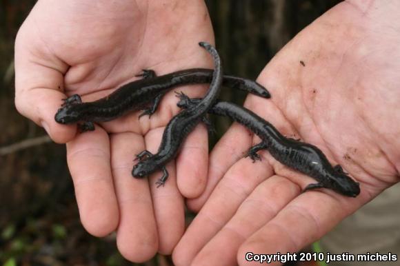 Mole Salamander (Ambystoma talpoideum)