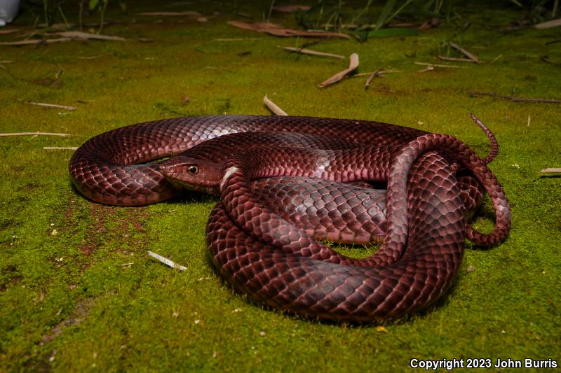 Red Racer (Coluber flagellum piceus)