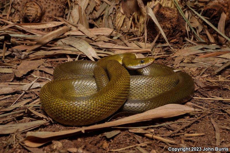 Green Ratsnake (Senticolis triaspis intermedia)