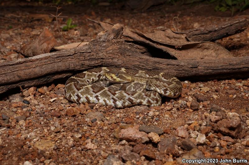 Mexican West Coast Rattlesnake (Crotalus basiliscus)