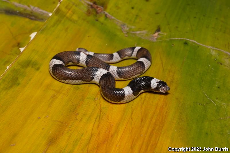 Saddled Leaf-nosed Snake (Phyllorhynchus browni)