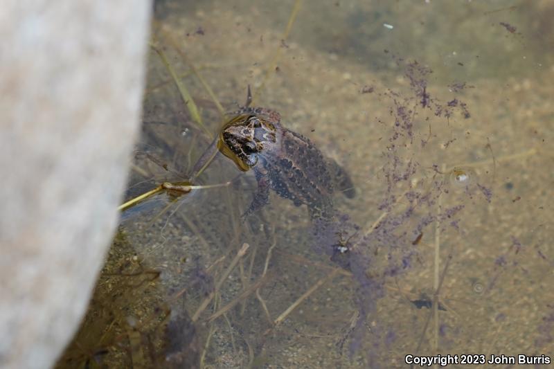 Sabinal Frog (Leptodactylus melanonotus)