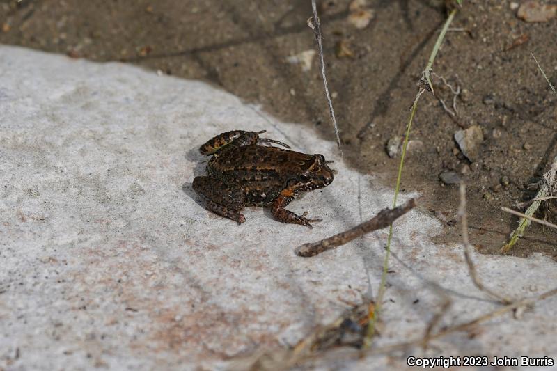 Sabinal Frog (Leptodactylus melanonotus)