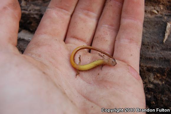 Chamberlain's Dwarf Salamander (Eurycea chamberlaini)