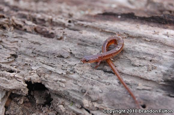 Chamberlain's Dwarf Salamander (Eurycea chamberlaini)