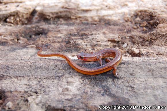 Chamberlain's Dwarf Salamander (Eurycea chamberlaini)