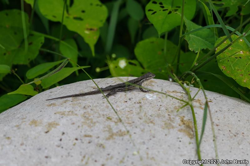 Tubercular Tree Lizard (Urosaurus bicarinatus tuberculatus)