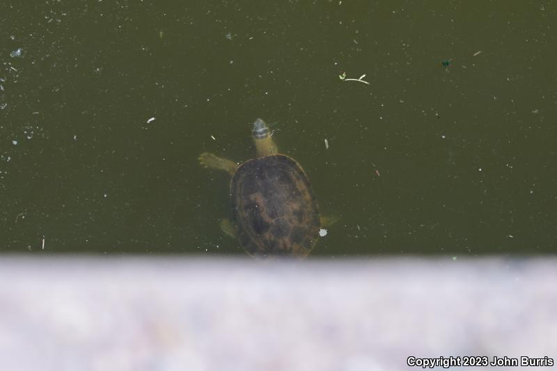 Yaqui Slider (Trachemys yaquia)