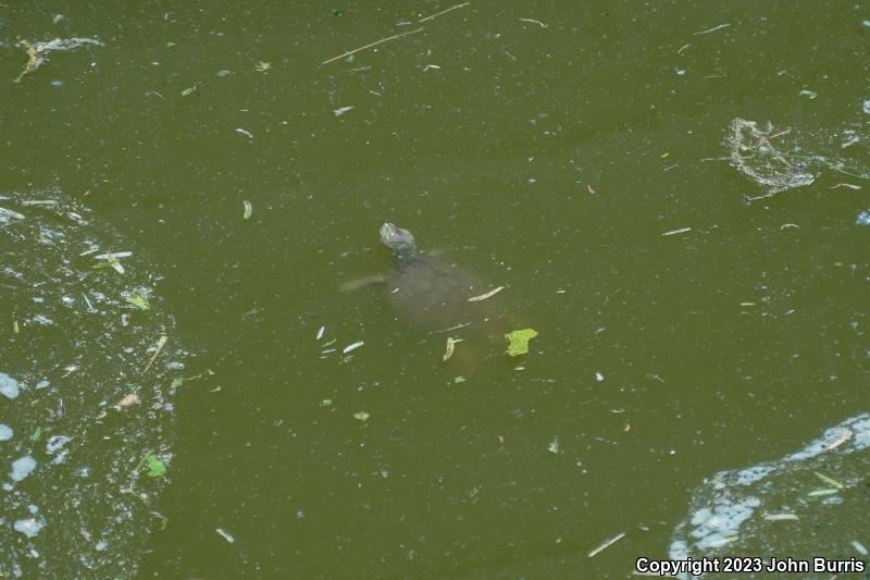 Yaqui Slider (Trachemys yaquia)