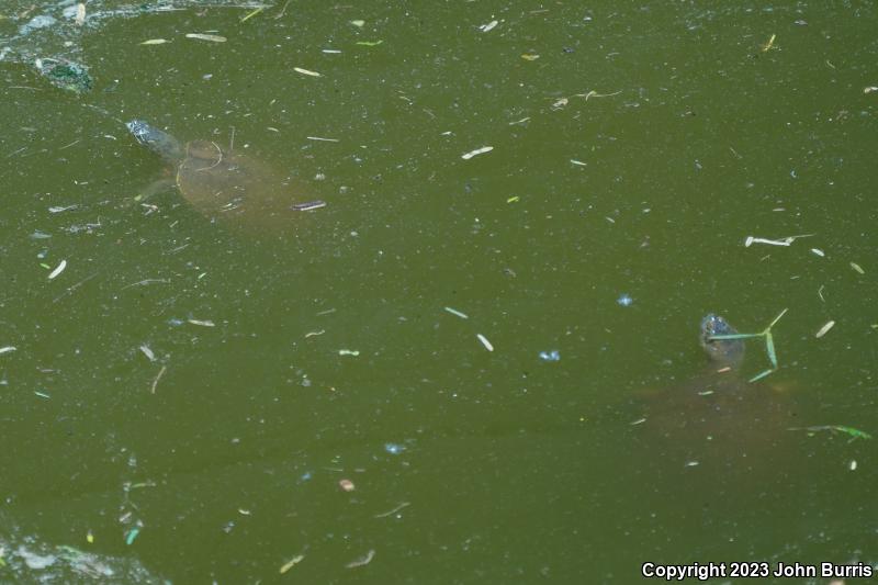 Yaqui Slider (Trachemys yaquia)