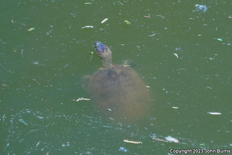 Yaqui Slider (Trachemys yaquia)