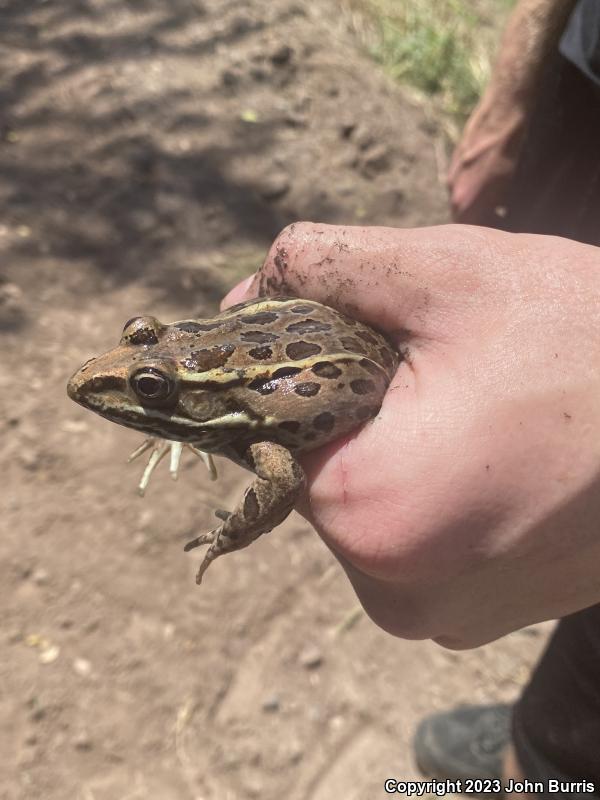 Northwest Mexico Leopard Frog (Lithobates magnaocularis)