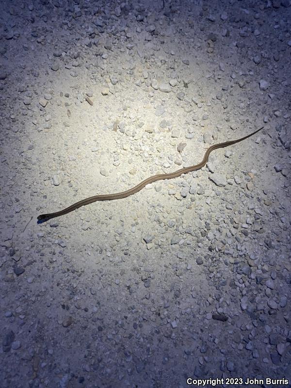 Midland Brownsnake (Storeria dekayi wrightorum)