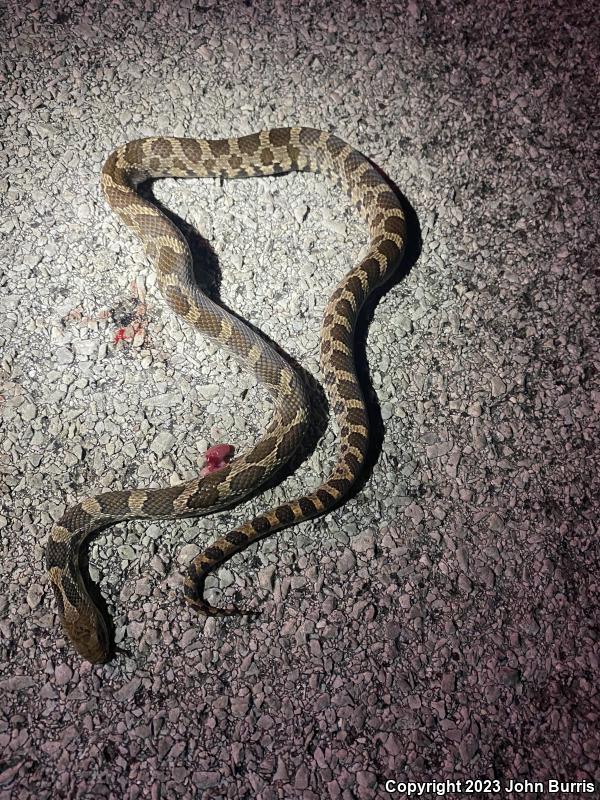 Western Foxsnake (Pantherophis vulpinus)