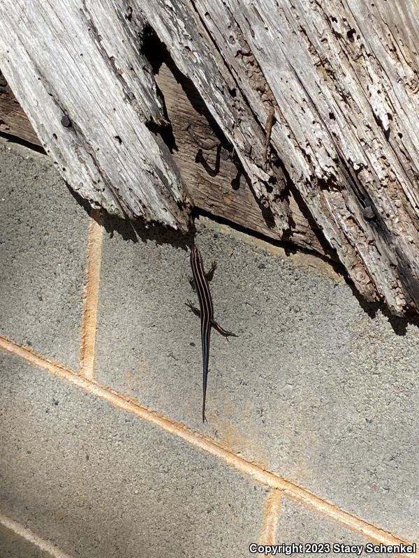 Five-lined Skink (Plestiodon fasciatus)