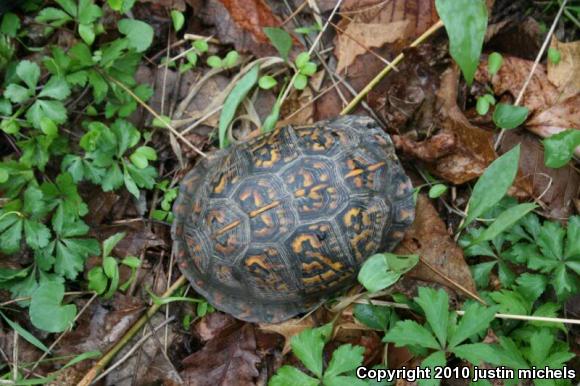 Eastern Box Turtle (Terrapene carolina carolina)