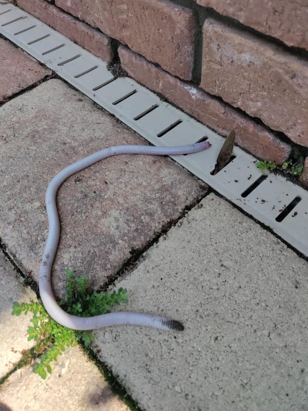 Florida Worm Lizard (Rhineura floridana)