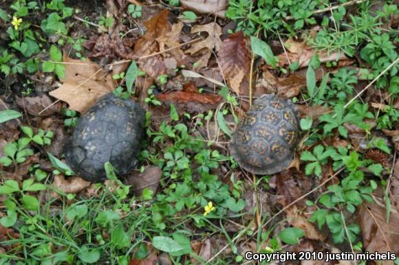 Eastern Box Turtle (Terrapene carolina carolina)