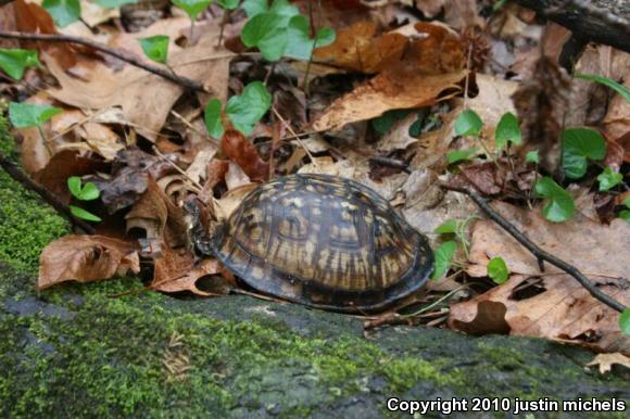 Eastern Box Turtle (Terrapene carolina carolina)