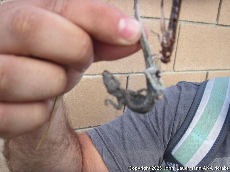 Western Long-tailed Brush Lizard (Urosaurus graciosus graciosus)