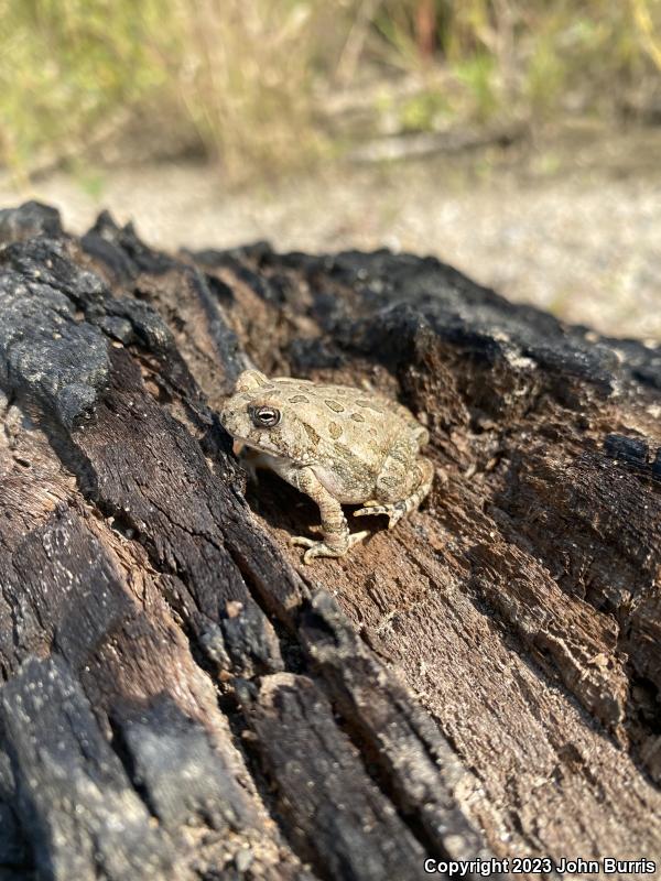 Fowler's Toad (Anaxyrus fowleri)