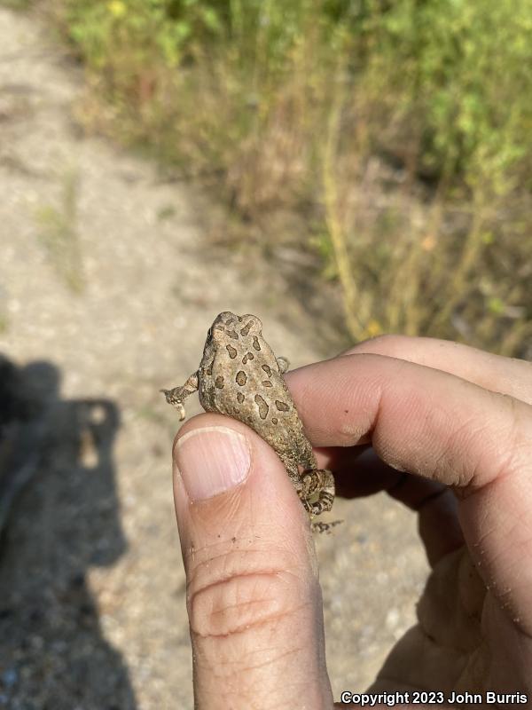 Fowler's Toad (Anaxyrus fowleri)