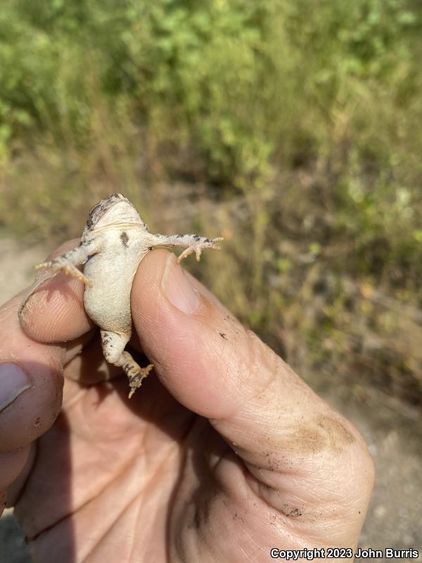 Fowler's Toad (Anaxyrus fowleri)