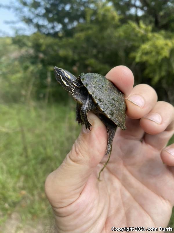 Eastern Musk Turtle (Sternotherus odoratus)